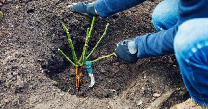 Коли та як садити троянди восени: основні правила, яких потрібно дотримуватися