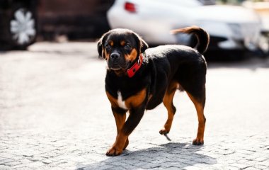 Девушка самостоятельно постригла собаку и превратила ее в ходячий мем (ФОТО)