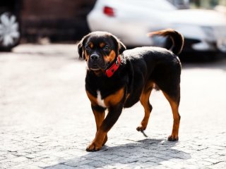 Девушка самостоятельно постригла собаку и превратила ее в ходячий мем (ФОТО)