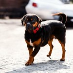 Девушка самостоятельно постригла собаку и превратила ее в ходячий мем (ФОТО)