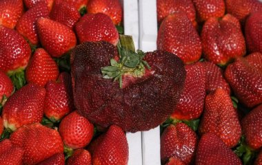 Сезон у розпалі: кому категорично не можна їсти полуницю