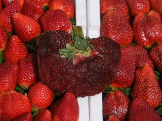 Сезон у розпалі: кому категорично не можна їсти полуницю