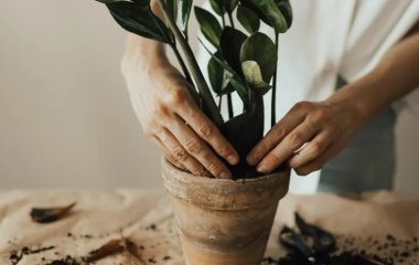 Чем подкормить комнатные растения: народные способы