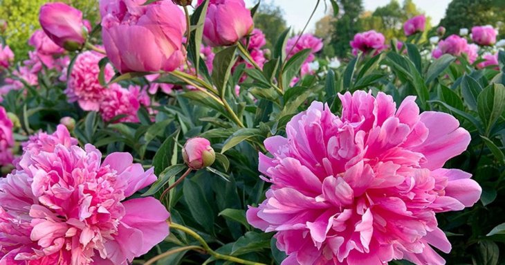 Розкішні півонії: секрети догляду за квітами навесні