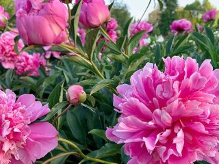 Розкішні півонії: секрети догляду за квітами навесні