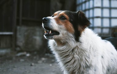Сети насмешила недовольная реакция собаки на стильный образ хозяйки (ФОТО)