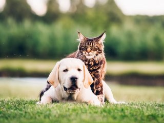 Увлеклась: собака зашла слишком далеко, вылизывая кошку (ВИДЕО)