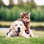 Увлеклась: собака зашла слишком далеко, вылизывая кошку (ВИДЕО)