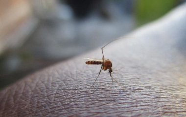 Чому комарі кусають не всіх: фактори, які роблять ваш запах 