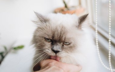 Як давати котові ліки, щоб він їх точно проковтнув: корисні лайфгаки