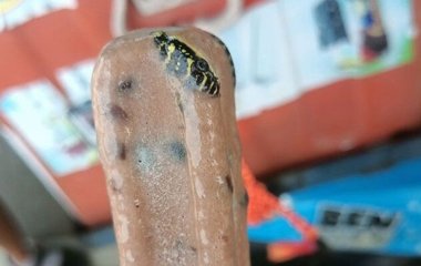 Приголомшений чоловік знайшов отруйну змію в морозиві — фото