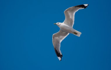 Чайка ворует собачьи игрушки и устраивает беспорядок в саду (ФОТО)