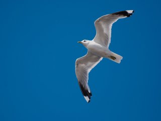 Чайка ворует собачьи игрушки и устраивает беспорядок в саду (ФОТО)