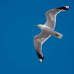 Чайка ворует собачьи игрушки и устраивает беспорядок в саду (ФОТО)