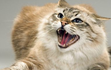 Сети покорила реакция потерявшегося кота, случайно встретившего хозяина (ВИДЕО)
