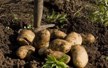 Підживіть цим ділянку восени — і картопля виросте гігантською наступного року: секрет щедрого врожаю