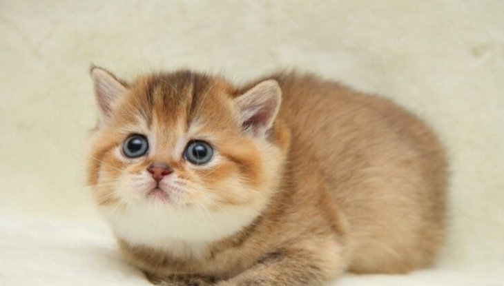 Маленький котенок рассмешил «танцем» на скользком полу (ВИДЕО)