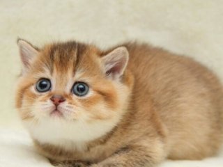 Маленький котенок рассмешил «танцем» на скользком полу (ВИДЕО)