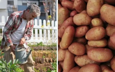 Названы растения, которые лучше всего выращивать возле картофеля