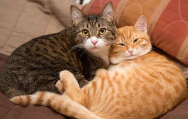 Кошка стала активным участником рабочего чата: ей было что сказать (ФОТО)