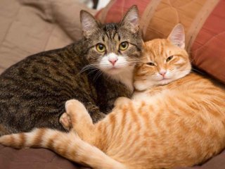 Кошка стала активным участником рабочего чата: ей было что сказать (ФОТО)