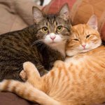 Кошка стала активным участником рабочего чата: ей было что сказать (ФОТО)