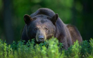 Домашние свиньи дали взбучку медведю, заставив его панически бежать. Видео