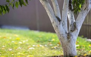 Як захистити дерева від морозів: аграрій поділився секретом