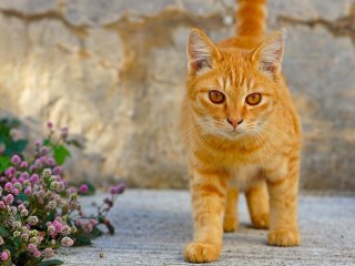 Рыжий кот стал звездой Сети: хвостатый воришка терроризирует соседей (ФОТО)