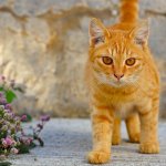 Рыжий кот стал звездой Сети: хвостатый воришка терроризирует соседей (ФОТО)