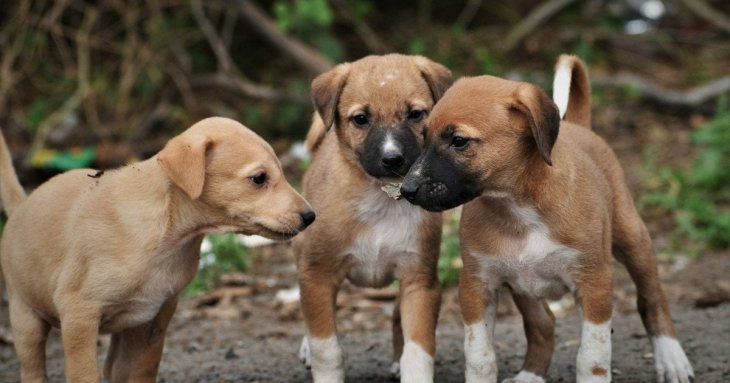 Цуценя, яке не припиняє рости: як жінка взяла з притулку 