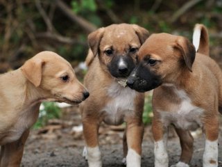 Цуценя, яке не припиняє рости: як жінка взяла з притулку 