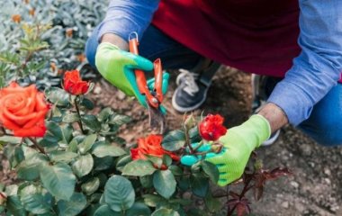 Що робити з трояндами у вересні: календар догляду на весь місяць
