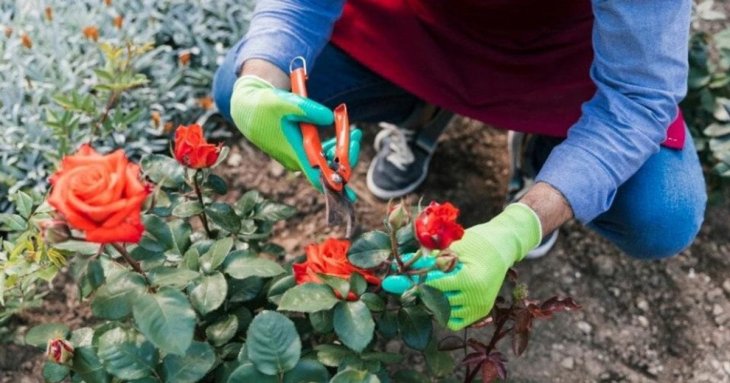 Що робити з трояндами у вересні: календар догляду на весь місяць
