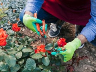 Що робити з трояндами у вересні: календар догляду на весь місяць