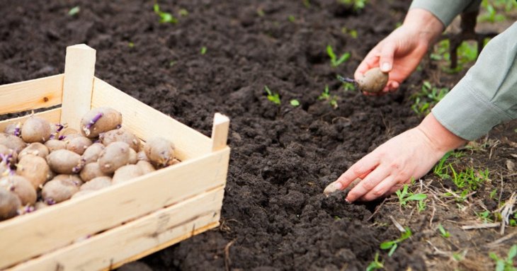 Чим підживити картоплю під час садіння для великого врожаю
