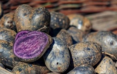 Незвичайний колір та цілющі властивості: синя картопля знижує тиск