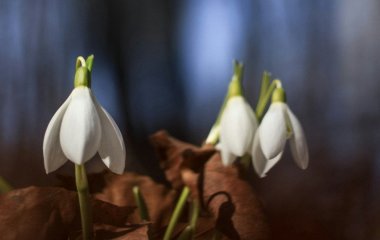 День ангела 10 березня: кого та як вітати з іменинами