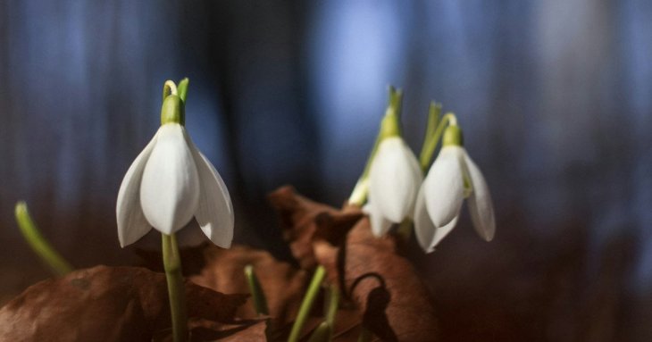 День ангела 10 березня: кого та як вітати з іменинами