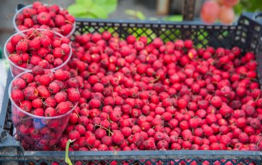Дієтолог назвав продукт, що допомагає при дисбактеріозі.