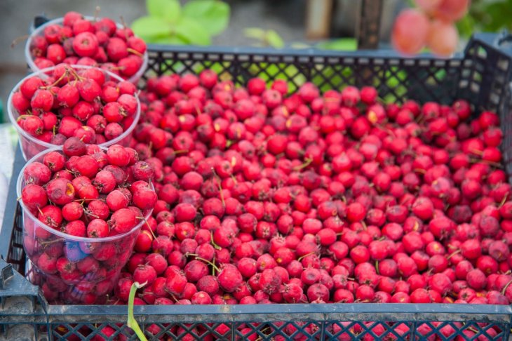 Дієтолог назвав продукт, що допомагає при дисбактеріозі.