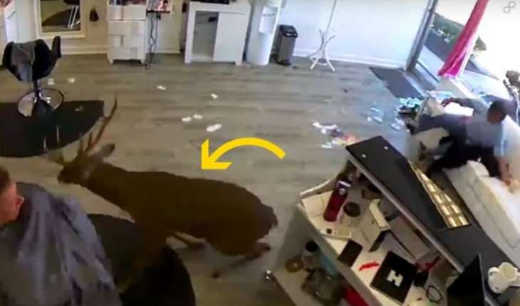 Сети рассмешило видео, на котором олень ворвался в салон красоты (ВИДЕО)