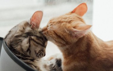 Парень превратил простую коробку в кошачий клуб, где питомцы устроили закрытую вечеринку