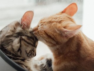 Хлопець перетворив просту коробку на котячий клуб, де вихованці влаштували закриту вечірку