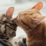 Парень превратил простую коробку в кошачий клуб, где питомцы устроили закрытую вечеринку