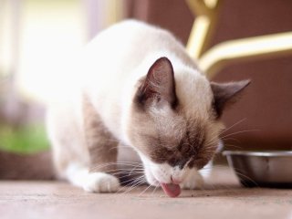 Коти і яйця: чи безпечно годувати, варені або сирі — розбір експертів