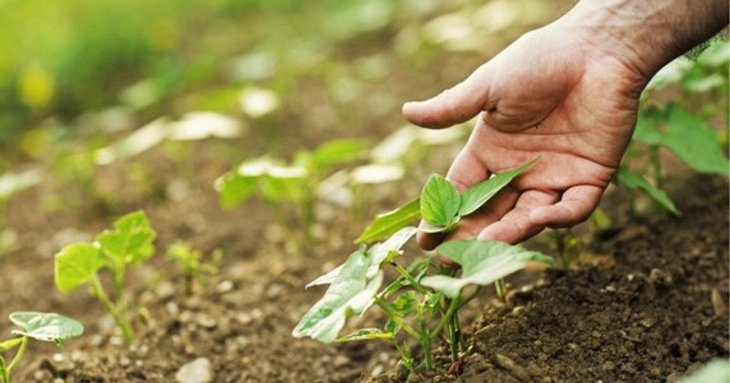 Коли сіяти кабачки у відкритий грунт у квітні, травні 2026 року