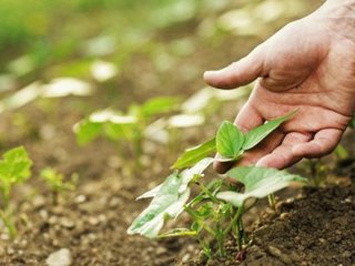 Коли сіяти кабачки у відкритий грунт у квітні, травні 2026 року