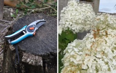 Не обрезайте полностью: садоводы объяснили, что делать, если гортензия стала коричневой