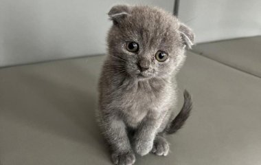 Котик решил повеселить пользователей YouTube своей недоступностью